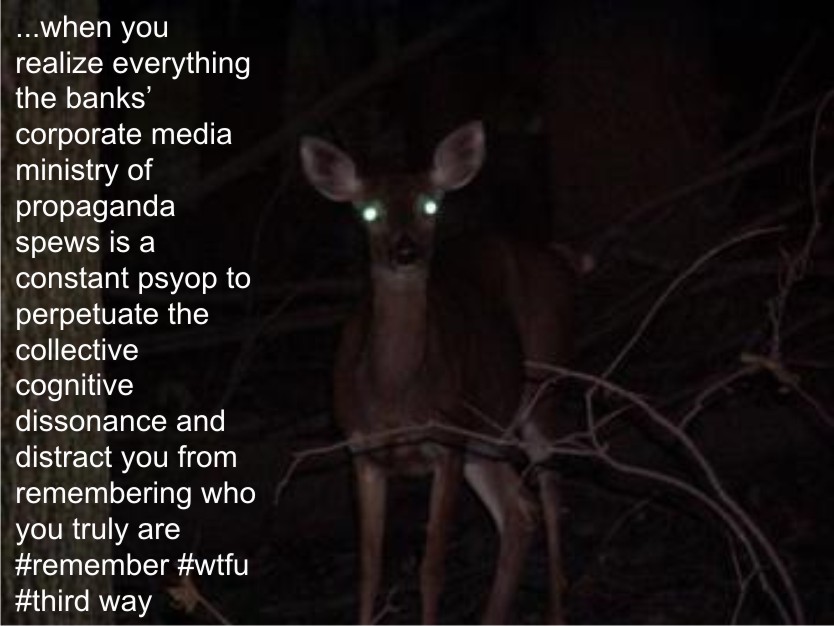 deer-in-the-headlights